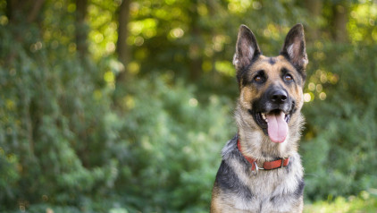 Aventuras en Camper con tu Perro en República Dominicana